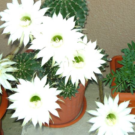 cactus in floare